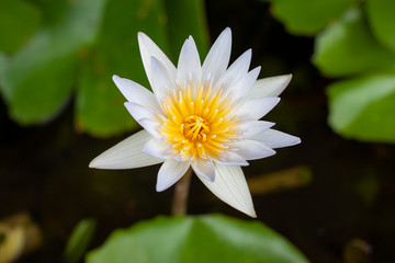 White lotus or water lily flower blooming in the pond on blur nature background.