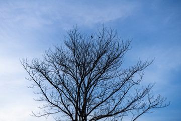 Fototapeta na wymiar Close up branch of death tree with blue sky background