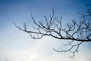 Close up branch of death tree with blue sky background