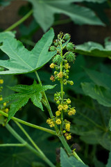 Close up of Ricinus communis seeds on tree.