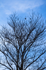 Fototapeta na wymiar Close up branch of death tree with blue sky background