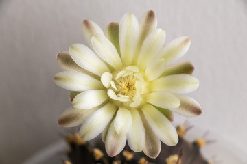 Beautiful close up Gymnocalycium mihanovichii  flower cactus on wall background.Beautiful flower soft blur color for background.