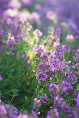 Green and blooming decorative thyme in the summer.