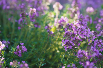Green and blooming decorative thyme in the summer.