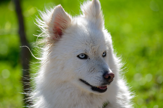 The Huskimo &ndash; a Husky American Eskimo mix dog