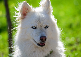 The Huskimo – a Husky American Eskimo mix dog