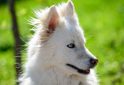 The Huskimo &ndash; a Husky American Eskimo mix dog