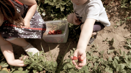 Children Picking Strawberries