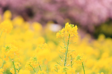 菜の花