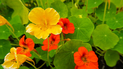 flowers in the garden