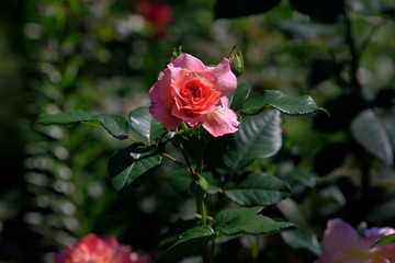 Photo rose petals isolated on the natural blurred background. Closeup. For design, texture, background. Nature.
