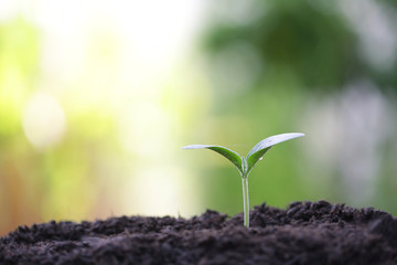 Small tree sapling plant planting with dew