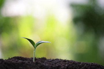 Small tree sapling plant planting with dew