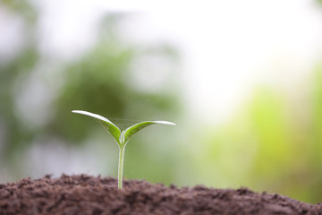 Small tree sapling plant planting with dew