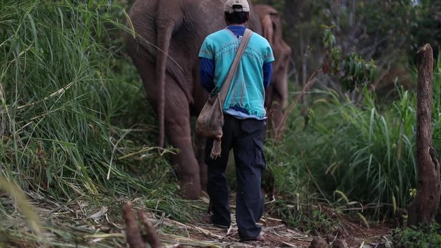 Elephant walks along a jungle path with his human companion