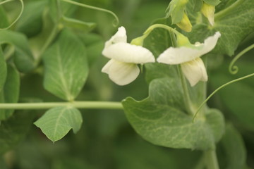 Obraz premium flower in garden