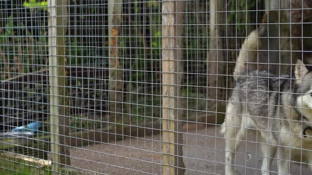 Husky dogs pacing around in a caged kennel