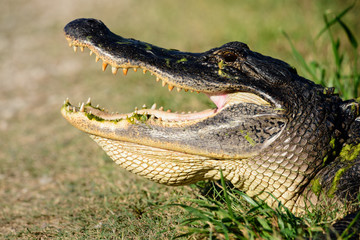 Alligator