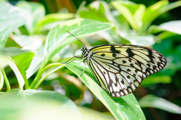 Macro detail of beautiful black and white butterfly perched on leaf of tropical plant