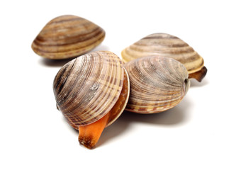 Stacked fresh raw clams on white background