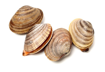 Stacked fresh raw clams on white background