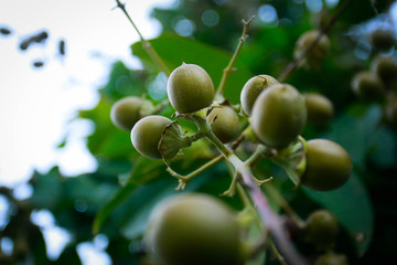 Beautiful flower green in garden with natural background