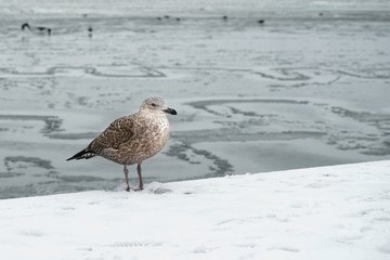 Obraz premium northern bird seagull on the shore of a frozen sea with fancy patterns