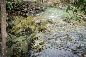 Beautiful natural and river astonishing verdant forest in Thailand