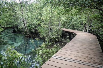 Beautiful natural and river astonishing verdant forest in Thailand