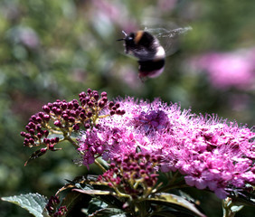 Blüte, Hummel, Blume