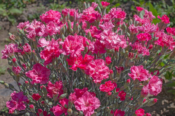 Blooming with beautiful pink color carnation Bush Chabot. side view. The solid background consists of pink flowers. Copy space.