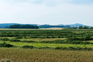 Fototapeta na wymiar hay windrows on a field against summer sky