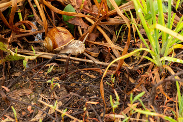 snail in the grass after the rain