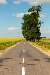 Old asphalt road with trees on the side of the road leading through the fields to the horizon