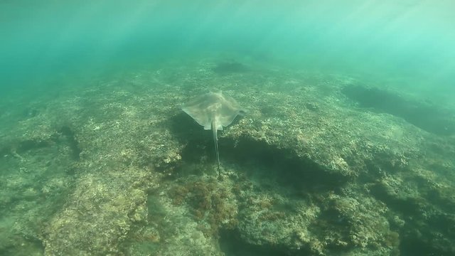 A big roughtail stingray. Marine life recorded in archipelago of Fernando de Noronha, Pernambuco, Brazil