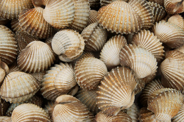 Raw cockles background