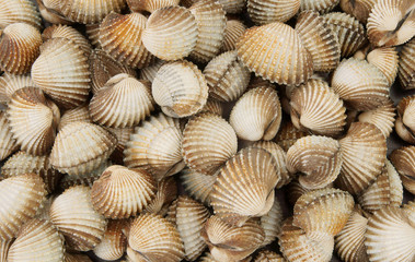Raw cockles texture