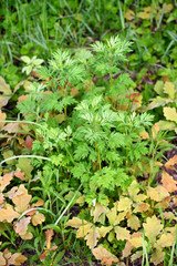 Green leaves of wormwood growing among young oak trees.