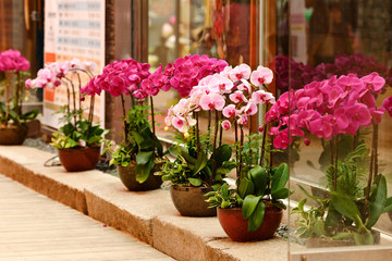 Beautyful pink orchid in flower pots stand along the street. Flower market
