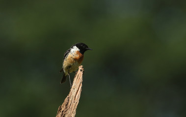 A stunning male Stonechat, Saxicola torquata, perched on top of a branch.