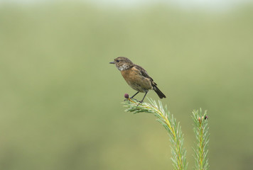 A pretty Stonechat, Saxicola torquata, perched on top of a pine tree.