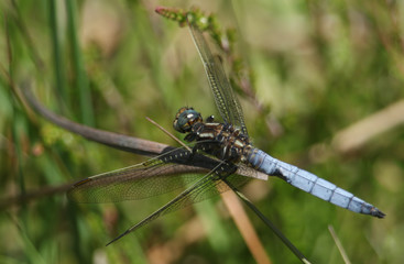 A pretty Keeled Skimmer Dragonfly , Orthetrum coerulescens, perching on a reed at the edge of a bog in the UK.