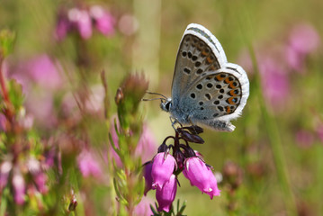 A pretty Silver-studded Blue Butterfly, Plebejus argus, perching on a heather flower.