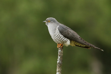 A stunning Cuckoo, Cuculus canorus, perching on a branch.	