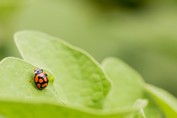 Obraz premium Macro Orange Ladybug close up on a green leaf