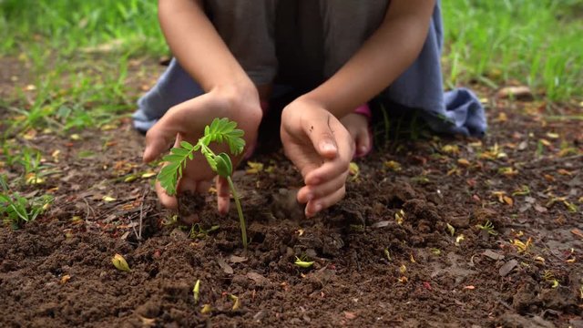 Asian girl is planting small seedling