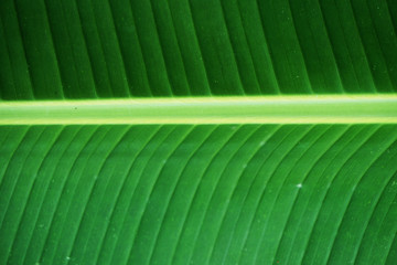The leaves of the banana tree Textured abstract background             