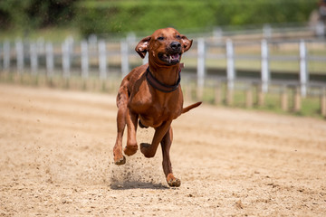 Ein freigestellter springender Rhodesian Ridgeback auf einer Sandbahn beim Hunderennen