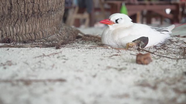 Red-tailed tropicbird resting on an island in the South Pacific Ocean.