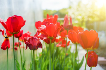 Obraz premium Red tulips in the garden